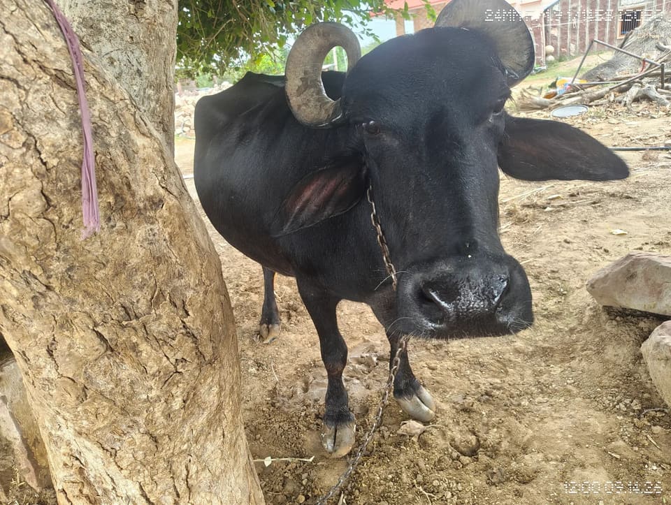 Murrah Buffalo in  RAJASTHAN