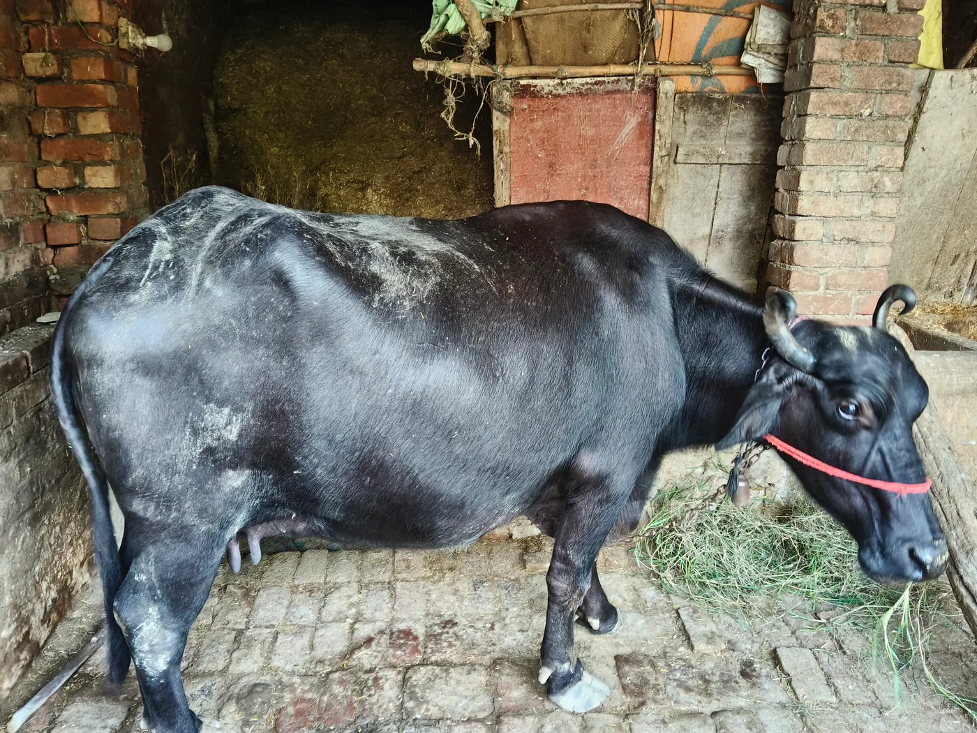 Murrah Buffalo M5288 in  UTTAR PRADESH