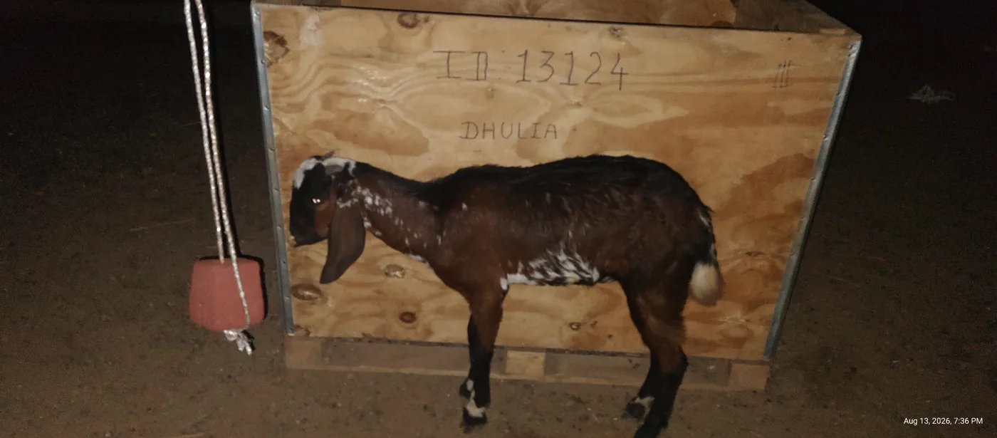 Others Goat in  MAHARASHTRA