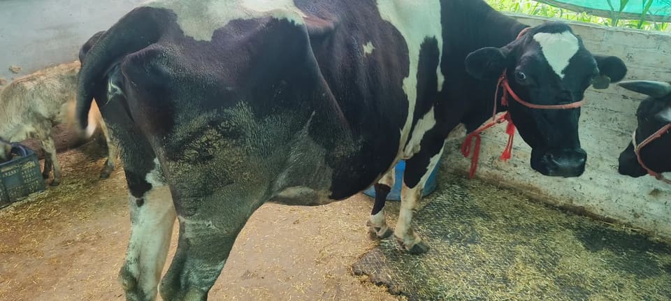 HF Cow H3108 in  PUNJAB
