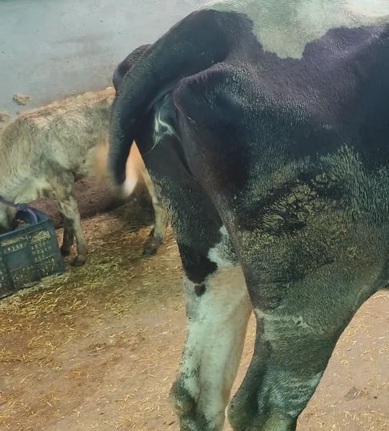 HF Cow in  PUNJAB