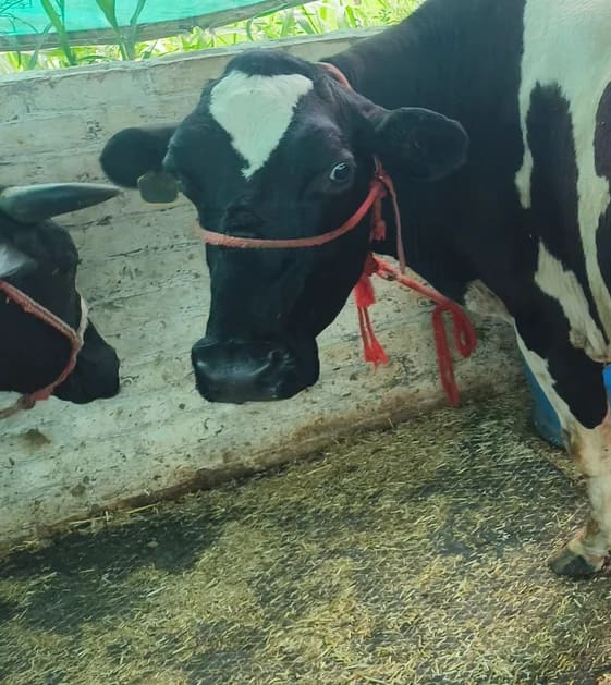 HF Cow in  PUNJAB