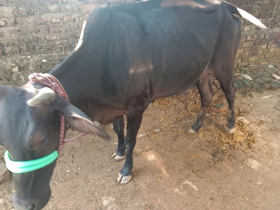 Kapila Heifer Cow K0250 in  UTTAR PRADESH