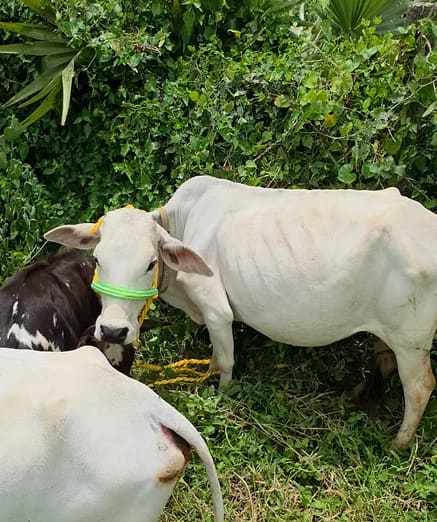 Punganur  Cow in  ANDHRA PRADESH