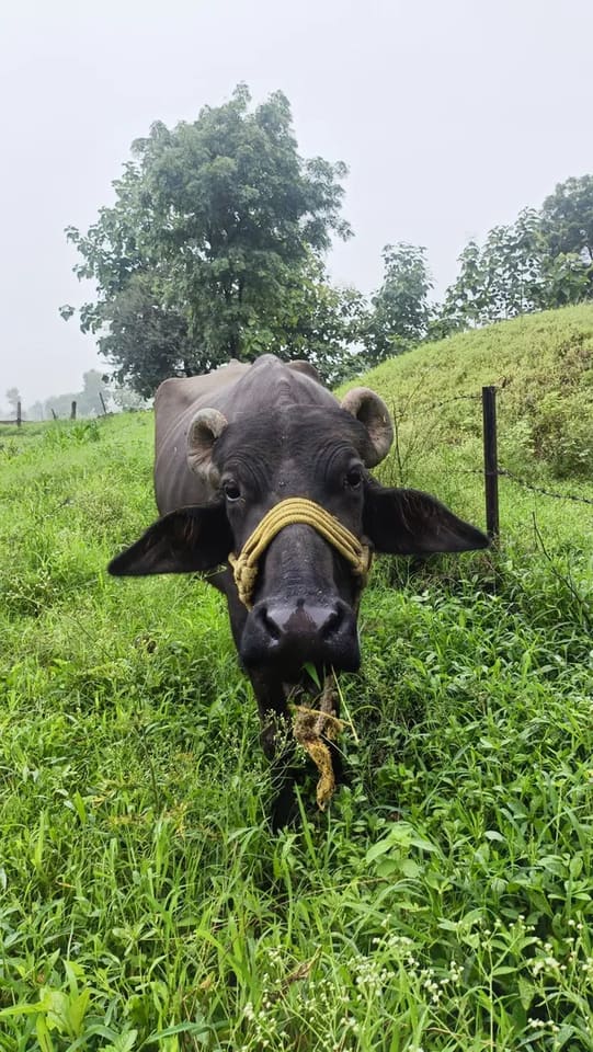 Jafarabadi Buffalo in  MADHYA PRADESH