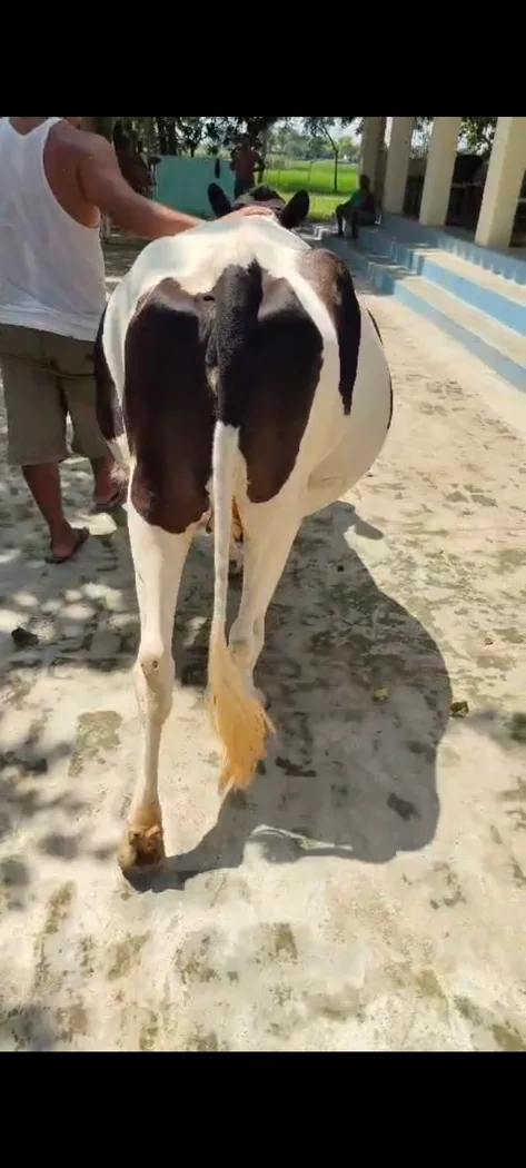 HF Cow in  UTTAR PRADESH