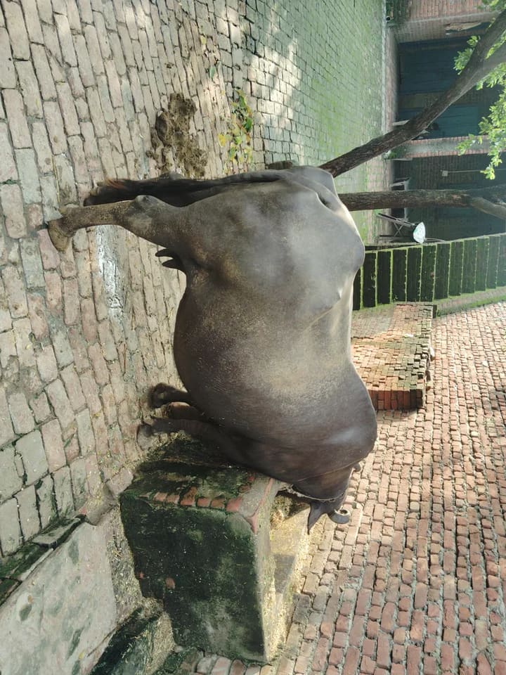 Others Buffalo in  UTTAR PRADESH
