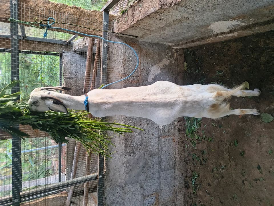 Others Goat in  KARNATAKA