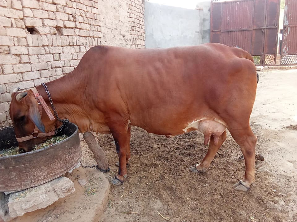 Rathi Cow R0534 in  RAJASTHAN