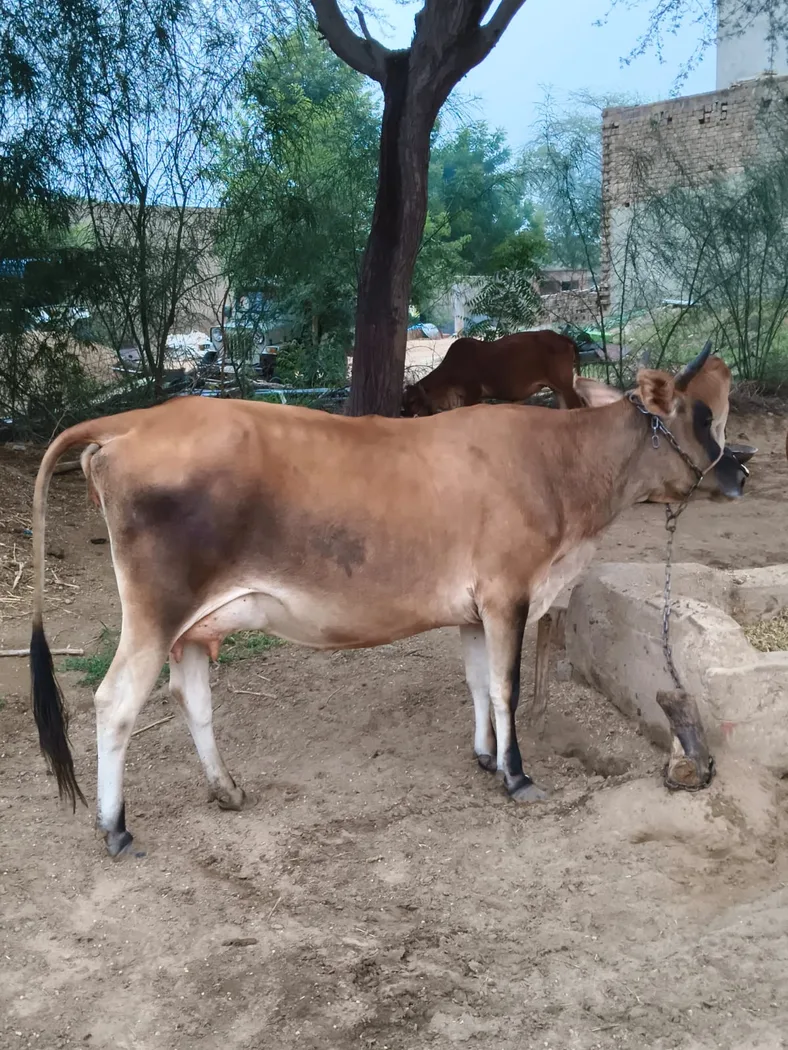 Jersey Cow in RAJASTHAN