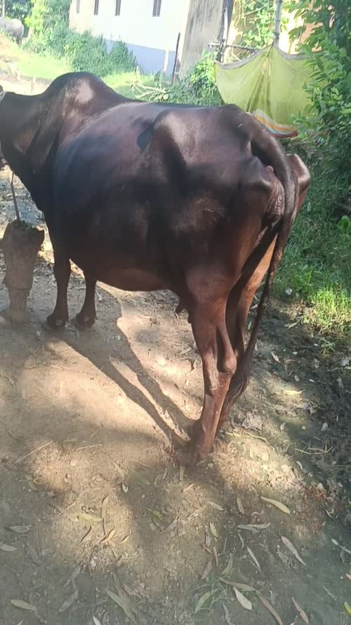 Sahiwal Cow S1918 in UTTAR PRADESH