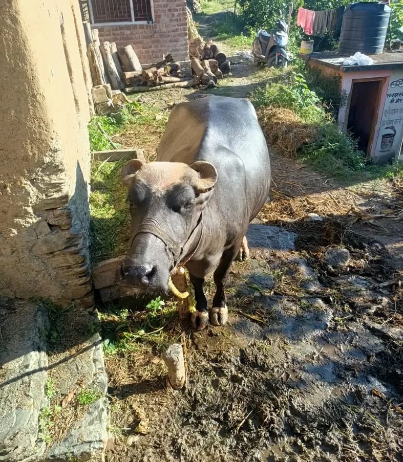 Murrah Buffalo in  HIMACHAL PRADESH