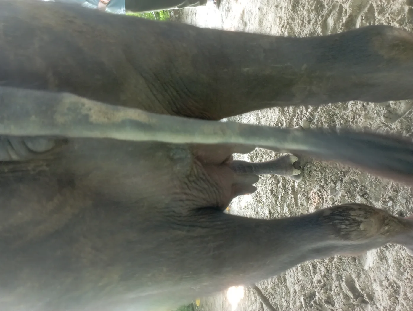 Others Buffalo in  UTTAR PRADESH
