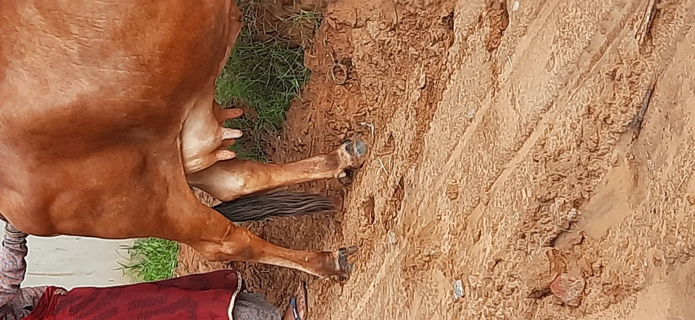 Rathi Cow R0503 in  RAJASTHAN