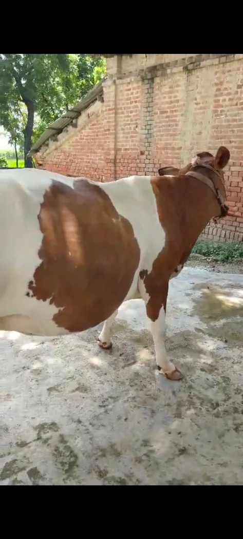 HF Cow in  UTTAR PRADESH