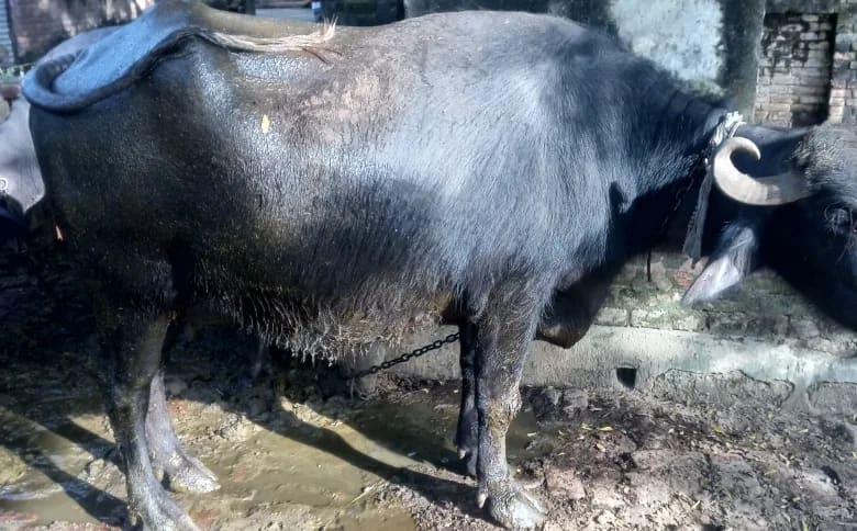 Murrah Buffalo in  UTTAR PRADESH