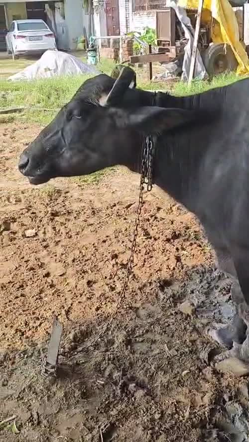 Murrah Buffalo M5068 in  HARYANA