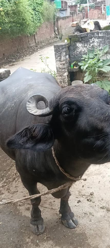 Murrah Buffalo in UTTAR PRADESH