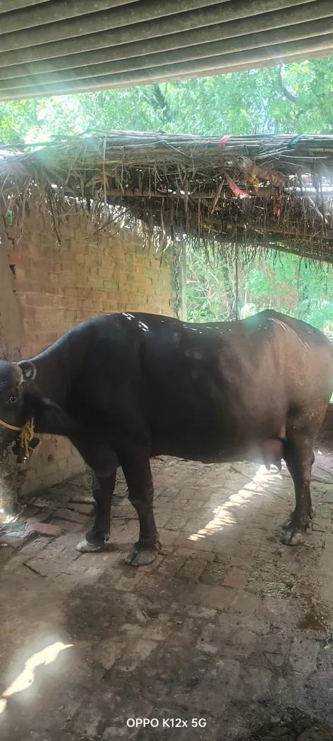 Nili Buffalo N0232 in  UTTAR PRADESH