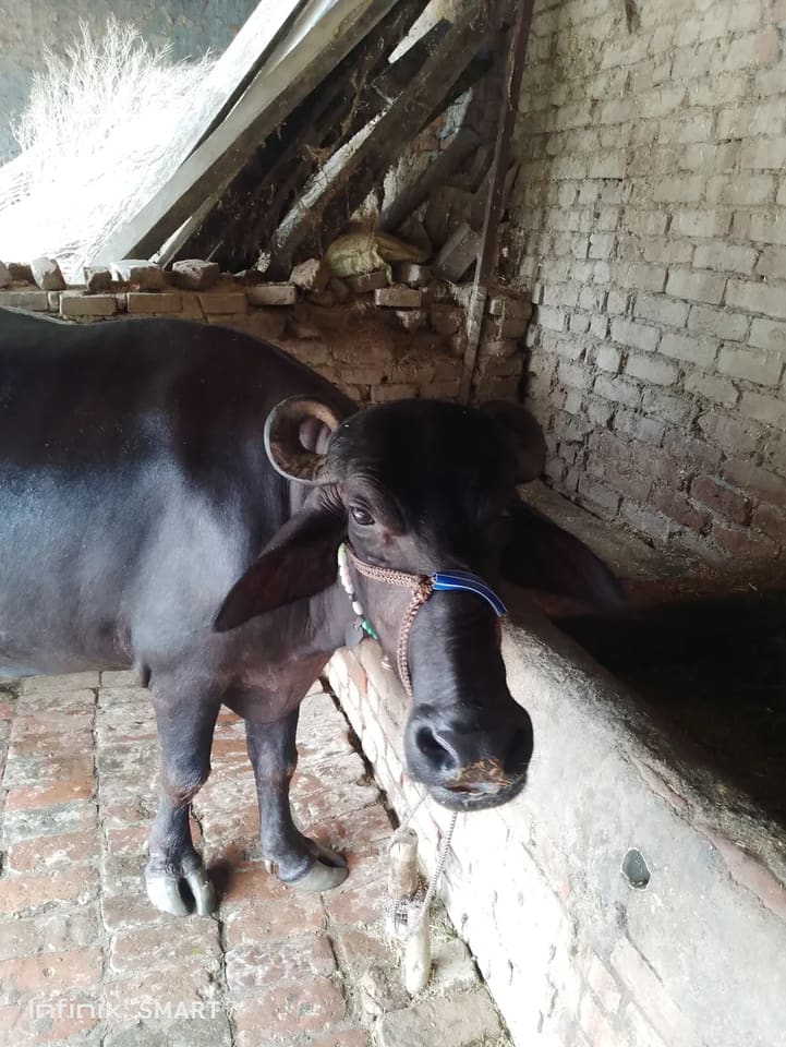 Murrah Buffalo in  UTTAR PRADESH