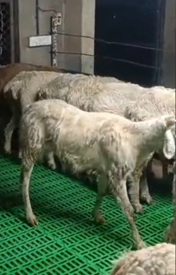 Amingad Sheep O0072 in  KARNATAKA