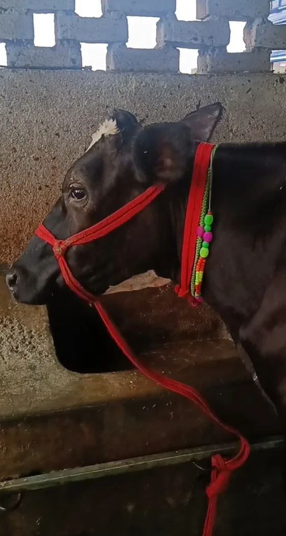 HF Cow H3077 in  JHARKHAND