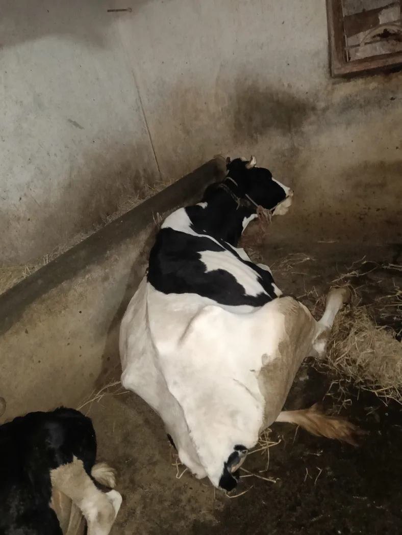 HF Cow in  KARNATAKA