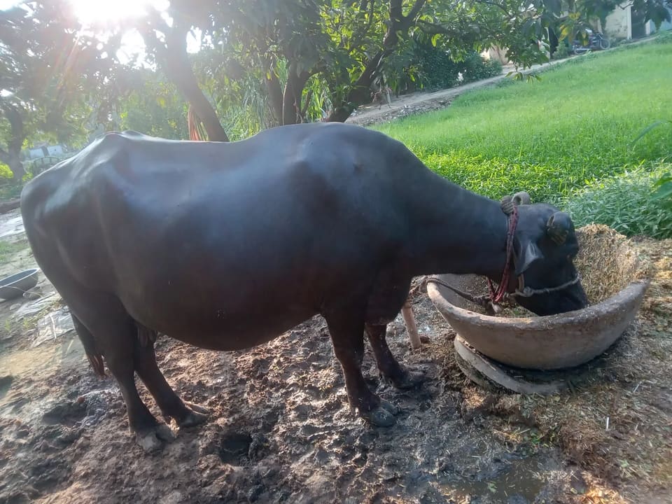 Others Buffalo in  UTTAR PRADESH