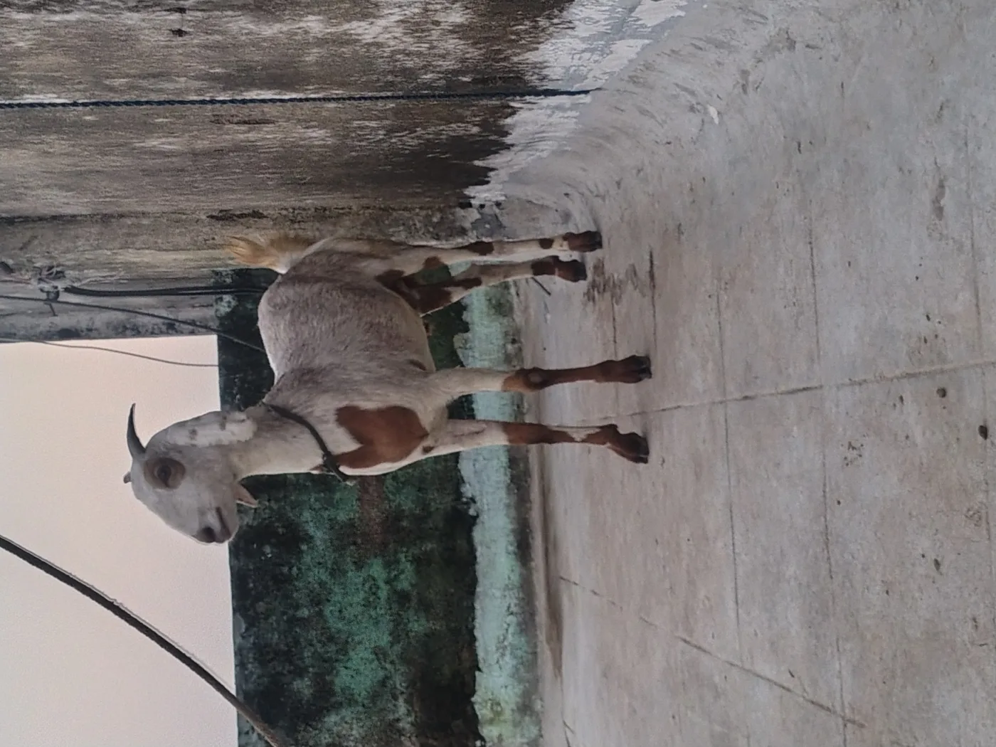 Gujri Goat G0204 in  UTTAR PRADESH
