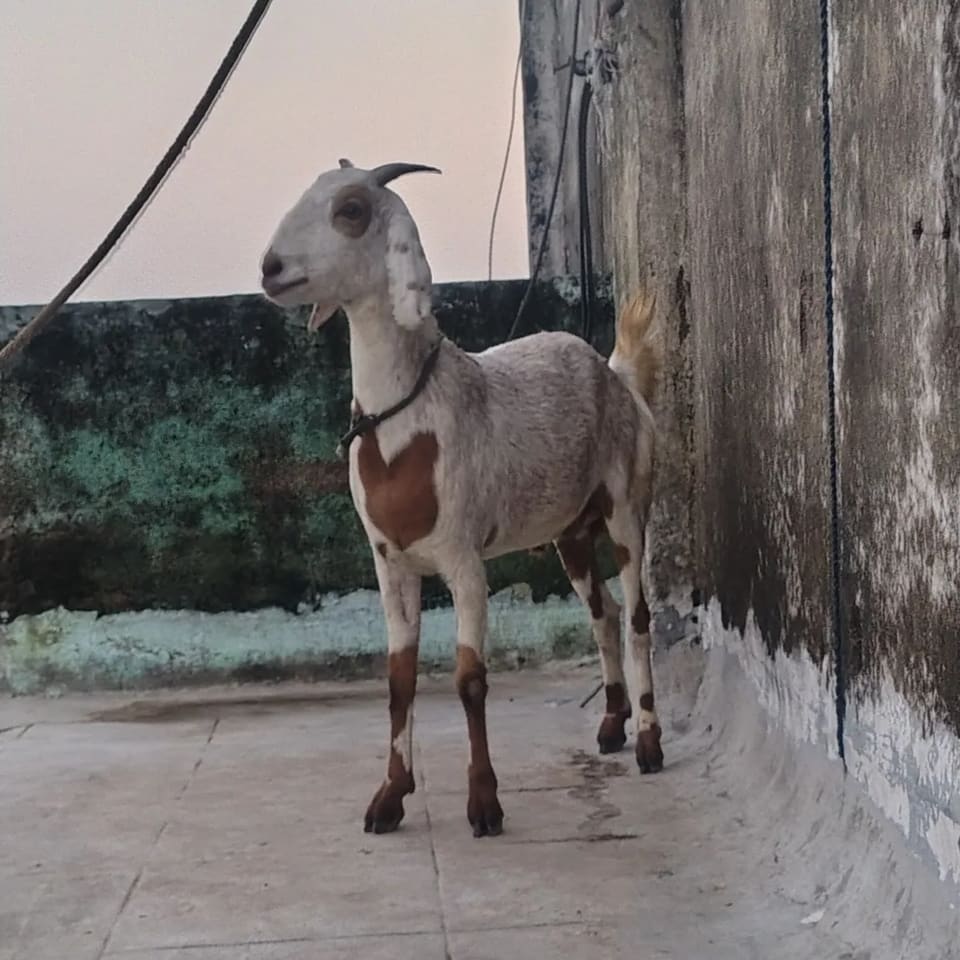 Gujri Goat G0203 in  UTTAR PRADESH