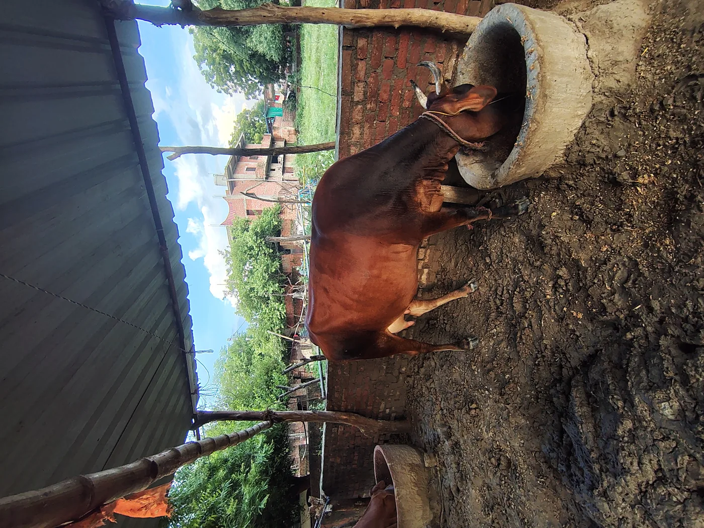 Sindhi Cow S0253 in  UTTAR PRADESH