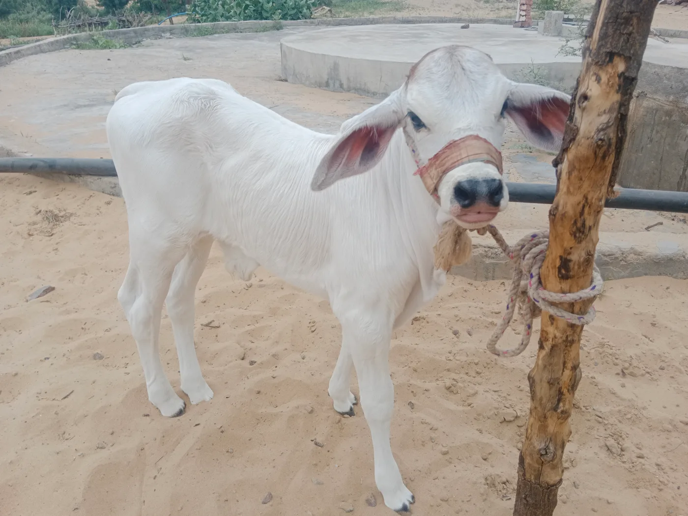 Kankrej Cow in  RAJASTHAN