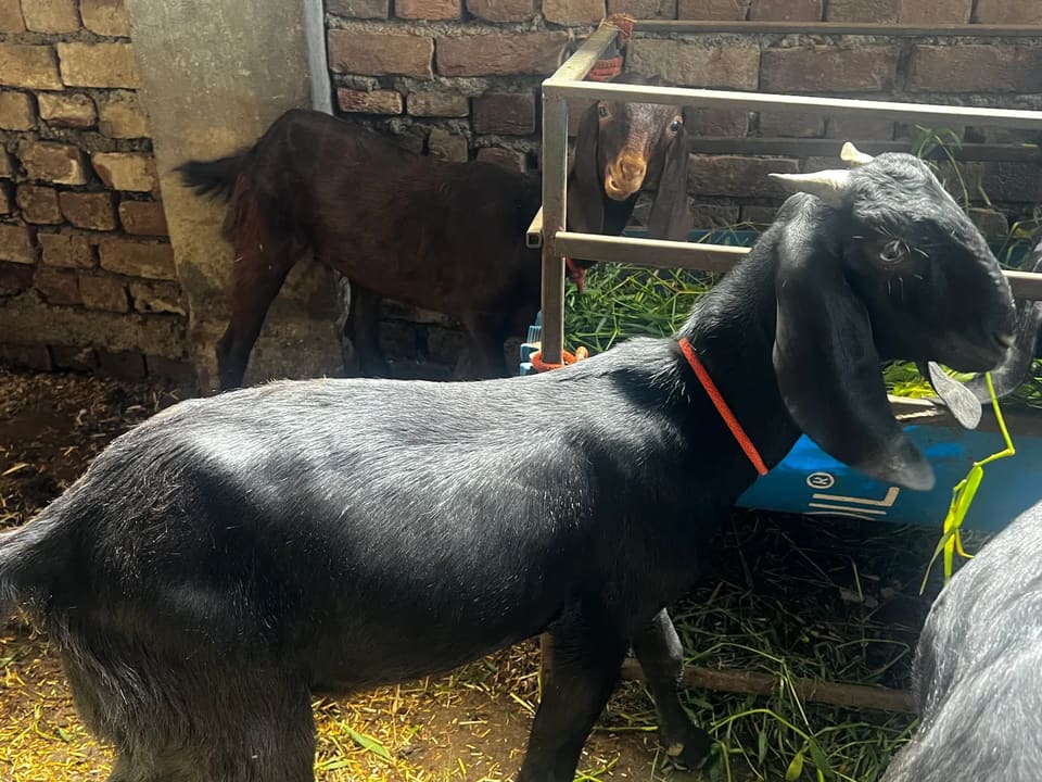 Beetal Goat in  PUNJAB