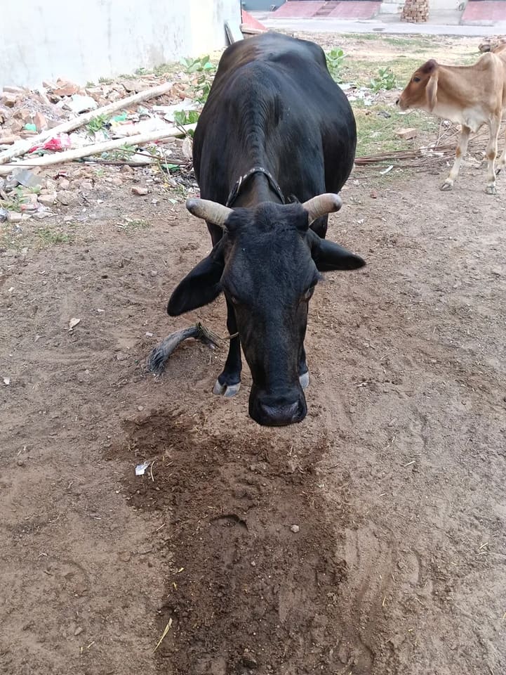Jersey Cow in  RAJASTHAN