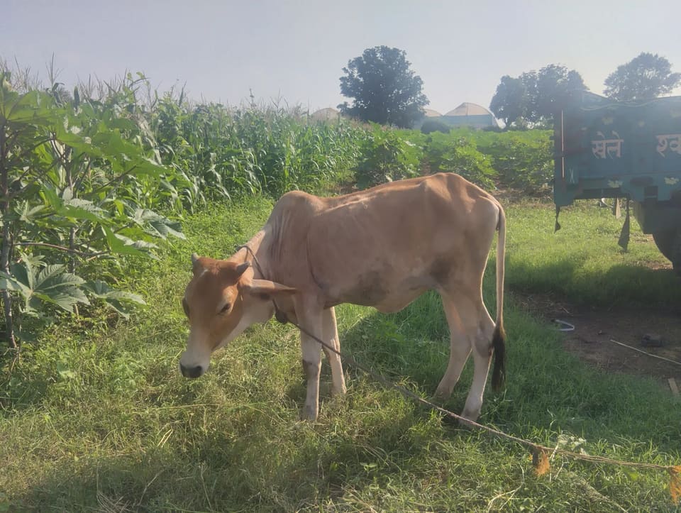 Gir Heifer Cow G2131 in  RAJASTHAN
