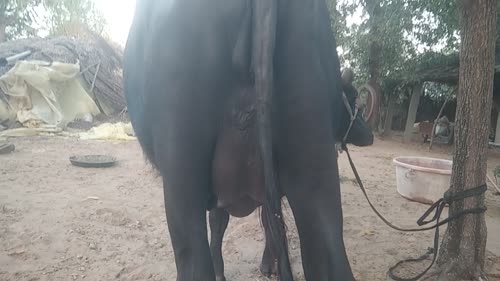 Murrah Heifer Buffalo M5294 in  RAJASTHAN