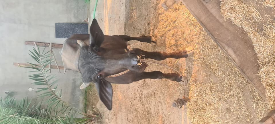 Murrah Buffalo in  PUNJAB
