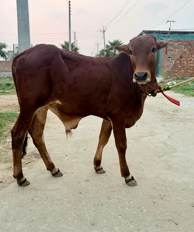 Rathi Heifer Cow R0522 in  PUNJAB