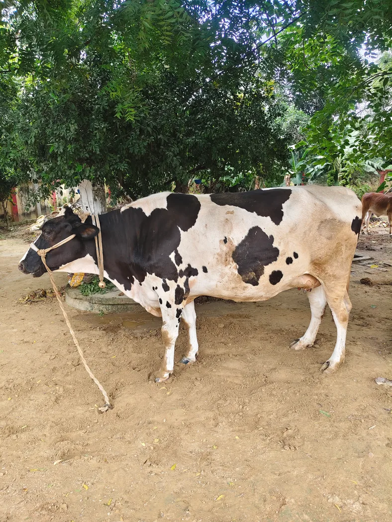 HF Cow in  UTTAR PRADESH