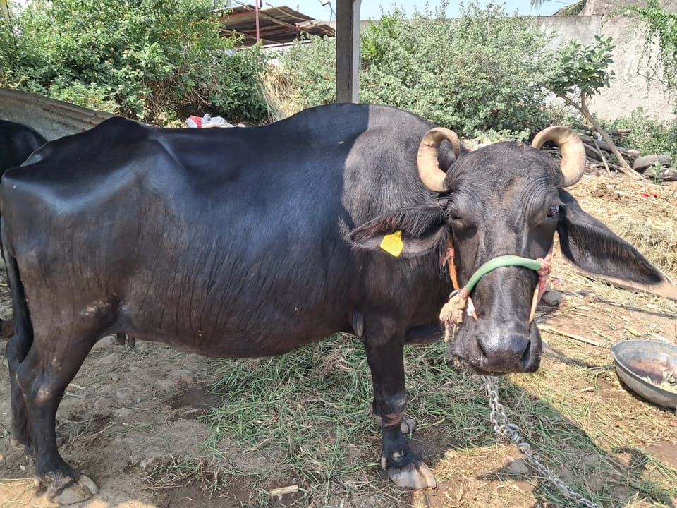 Murrah Buffalo in  MAHARASHTRA