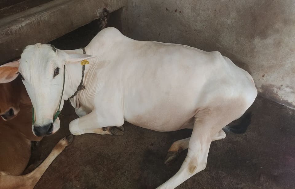 Hariyana Cow in  UTTAR PRADESH