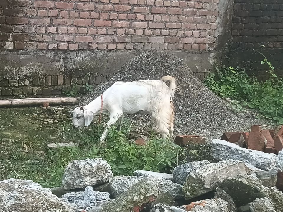 Barbari Goat in  UTTARAKHAND
