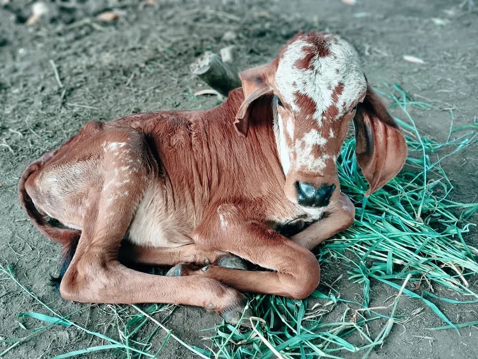 Gir Cow in  GUJARAT
