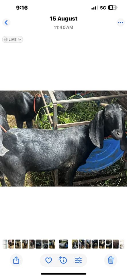 Beetal Goat in  PUNJAB