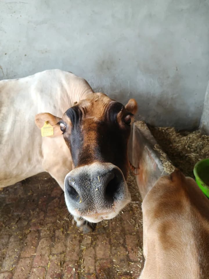 Jersey Cow in  PUNJAB