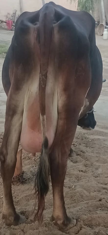 Jersey Cow in  RAJASTHAN