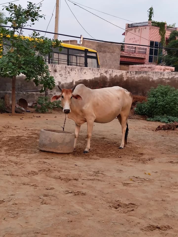 Hariyana Cow in  RAJASTHAN