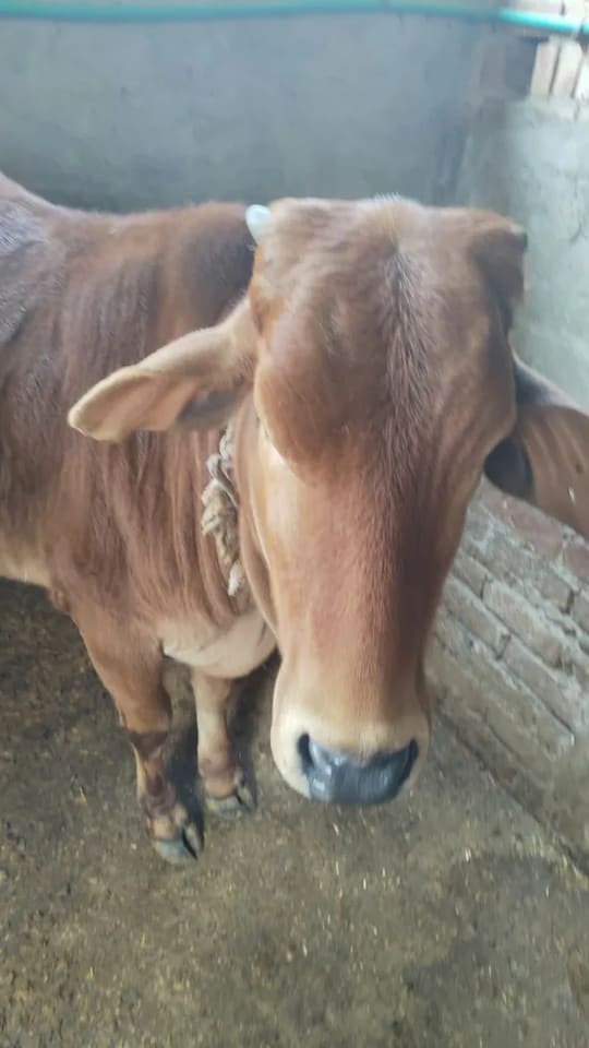 Sahiwal Cow in  DELHI