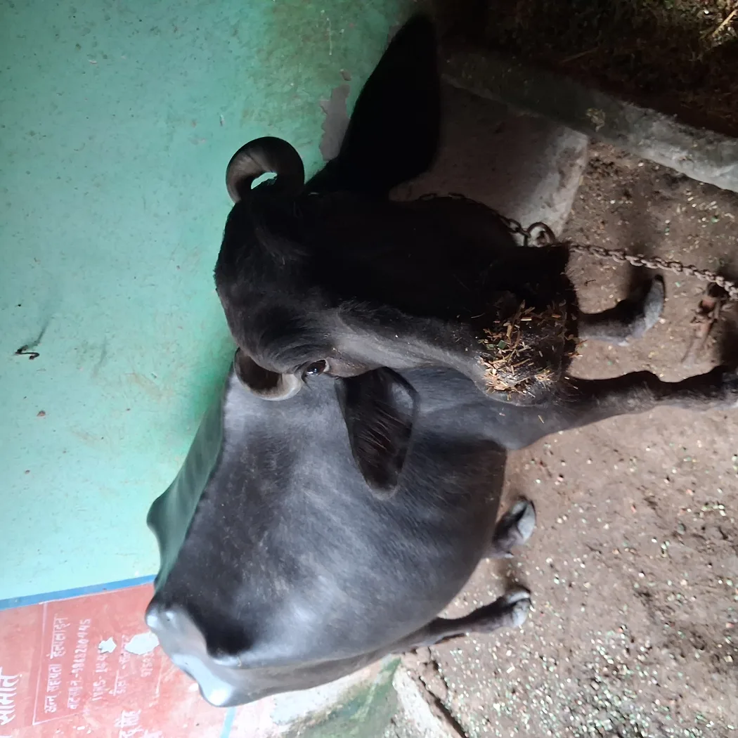 Murrah Buffalo in  UTTAR PRADESH