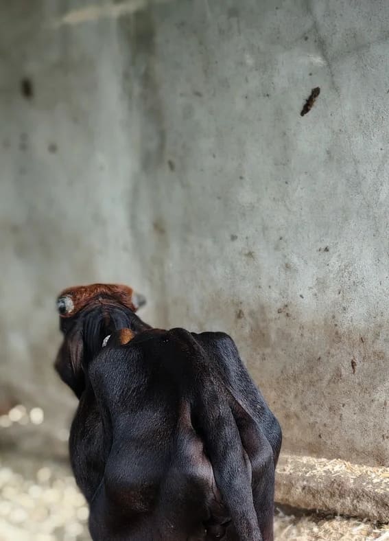 Gir Cow in  MAHARASHTRA